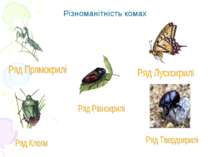 Різноманітність комах