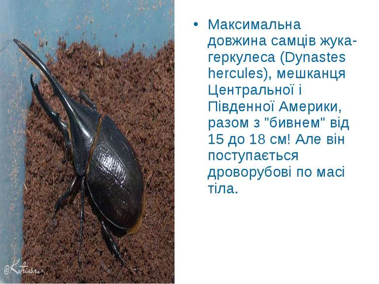 Максимальна довжина самців жука-геркулеса (Dynastes hercules), мешканця Центр...