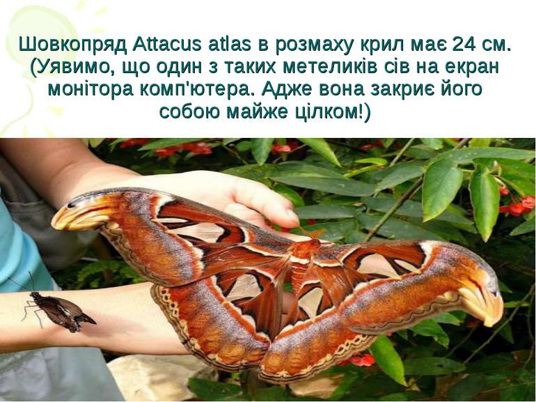 Шовкопряд Attacus atlas в розмаху крил має 24 см. (Уявимо, що один з таких ме...