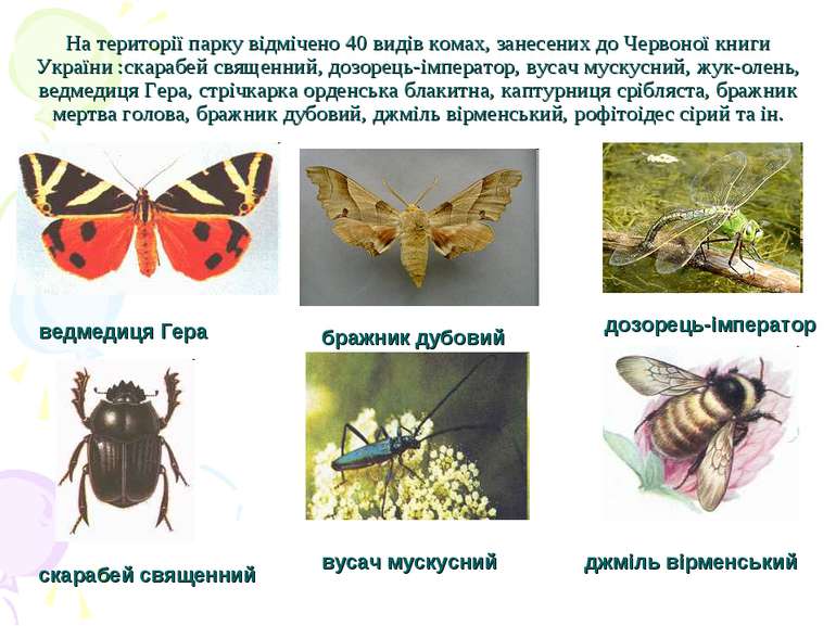 На території парку відмічено 40 видів комах, занесених до Червоної книги Укра...