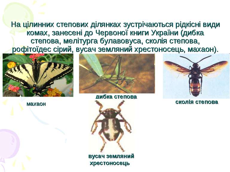 На цілинних степових ділянках зустрічаються рідкісні види комах, занесені до ...
