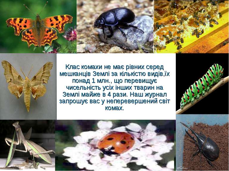 Клас комахи не має рівних серед мешканців Землі за кількістю видів,їх понад 1...
