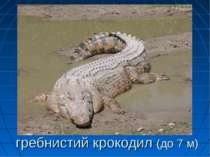 гребнистий крокодил (до 7 м)