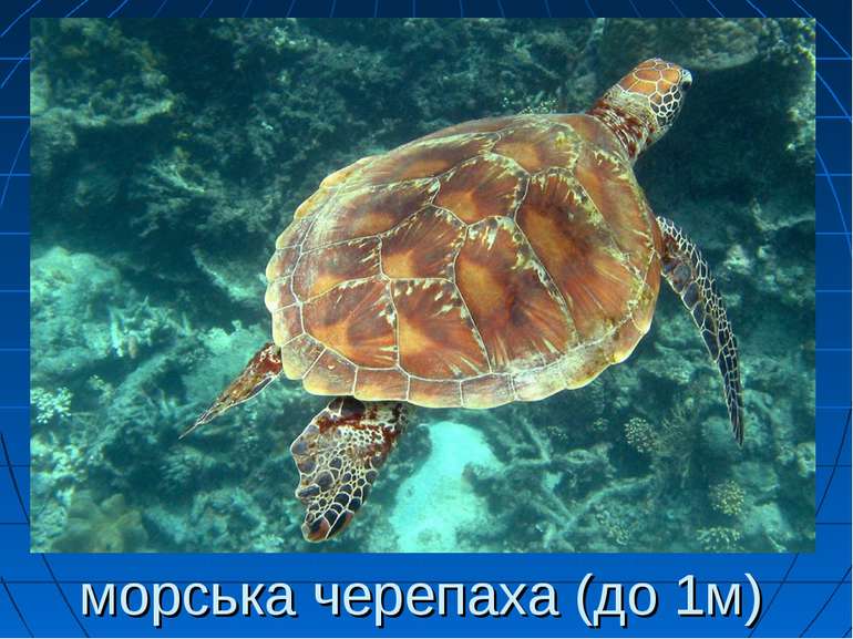 морська черепаха (до 1м)