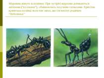 Мурашки живуть колоніями. При зустрічі мурашки дотикаються антенами (“вусикам...