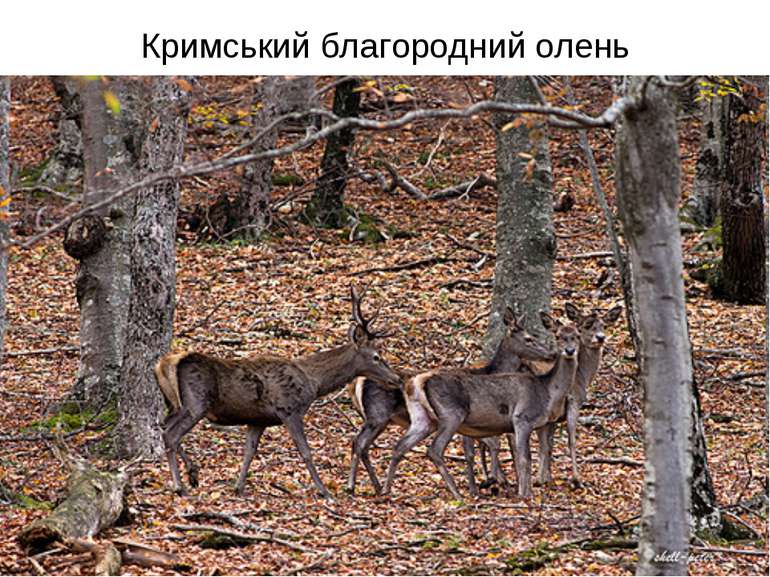Кримський благородний олень