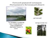 Тут поширені в основному ліси. А також болота з участю журавлини, карликової ...