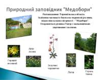 Розташування: Тернопільська область Заліснена частина їх багата на медоносні ...