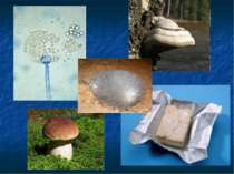 Загальна характеристика грибів. Різноманітність грибів.