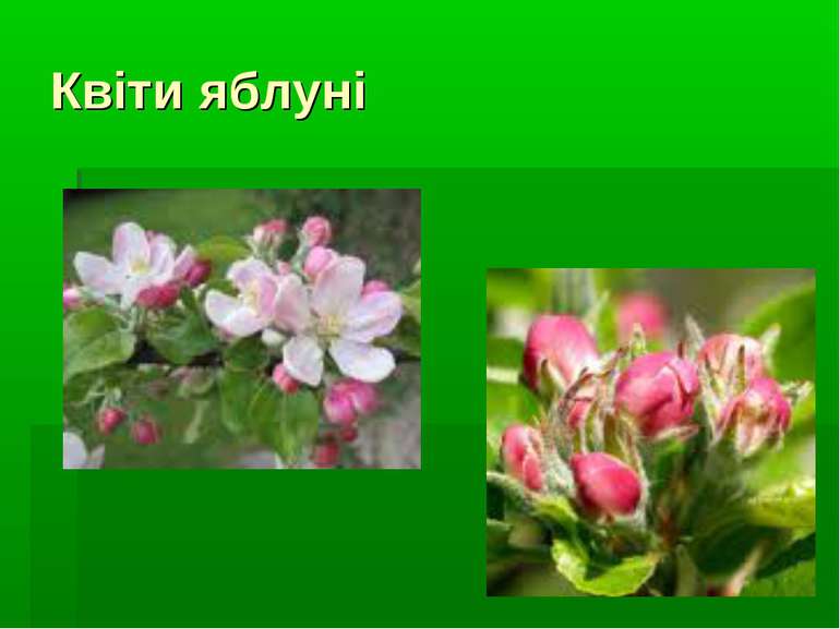 Квіти яблуні