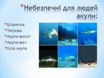 Блакитна Тигрова Акула-молот Акула-меч Біла акула