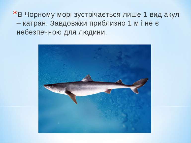 В Чорному морі зустрічається лише 1 вид акул – катран. Завдовжки приблизно 1 ...