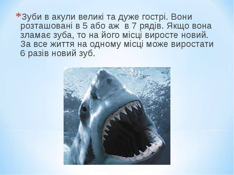 Зуби в акули великі та дуже гострі. Вони розташовані в 5 або аж в 7 рядів. Як...