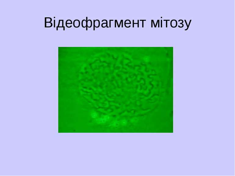 Відеофрагмент мітозу