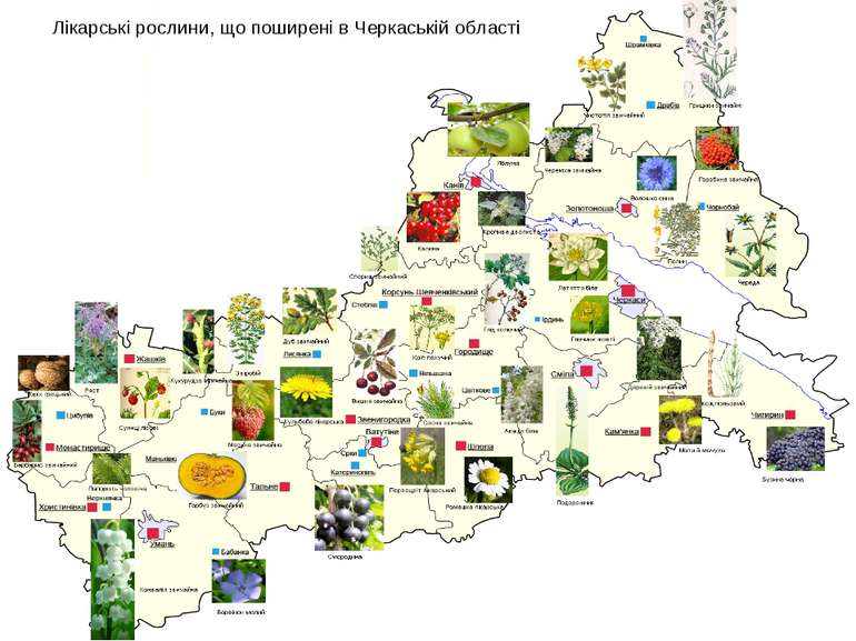 Лікарські рослини, що поширені в Черкаській області