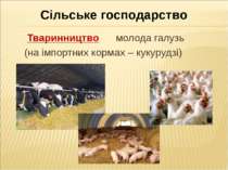 Сільське господарство Тваринництво молода галузь (на імпортних кормах – кукур...