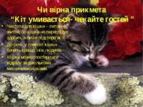 Чи вірна прикмета “Кіт умивається- чекайте гостей ” Чистота для кішки – питан...