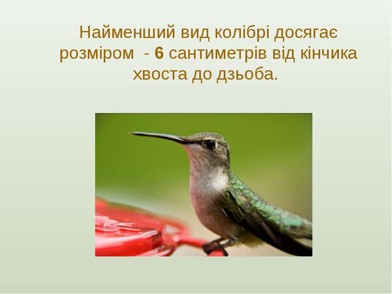 Найменший вид колібрі досягає розміром - 6 сантиметрів від кінчика хвоста до ...