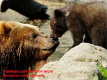 Ведмедиці довше за всіх звірів виховують своїх малюків.