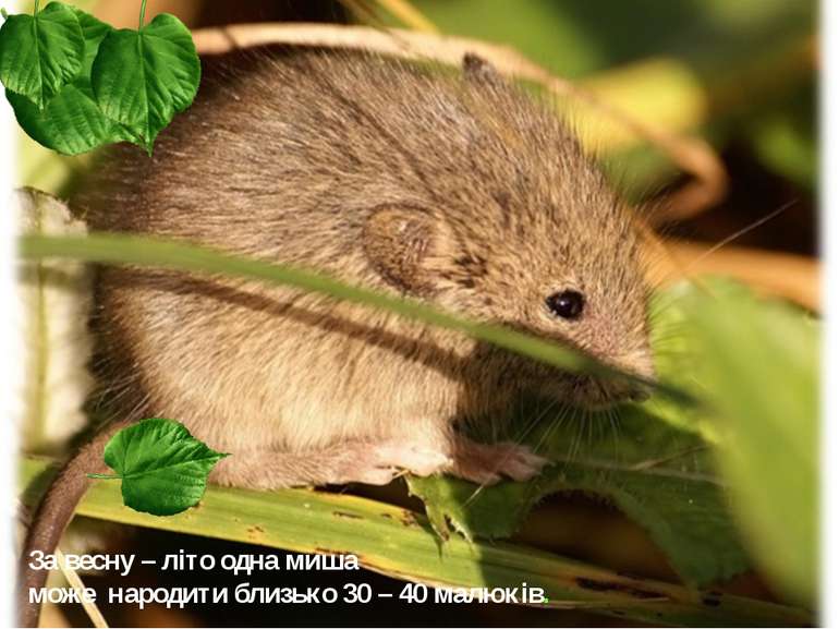 За весну – літо одна миша може народити близько 30 – 40 малюків.