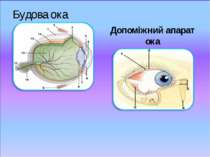 Будова ока Допоміжний апарат ока