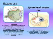 Будова ока Допоміжний апарат ока Будова ока: 1 — склера; 2 — прямий медіальни...