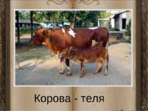 Корова - теля