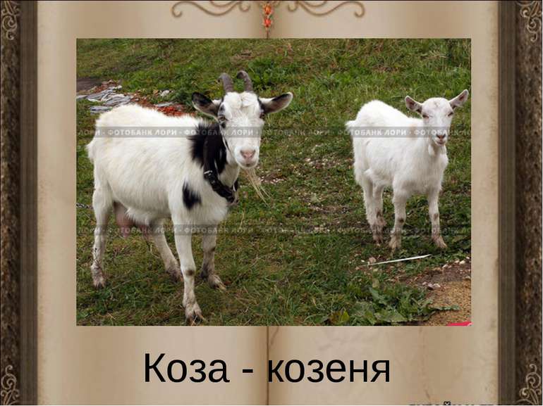Коза - козеня
