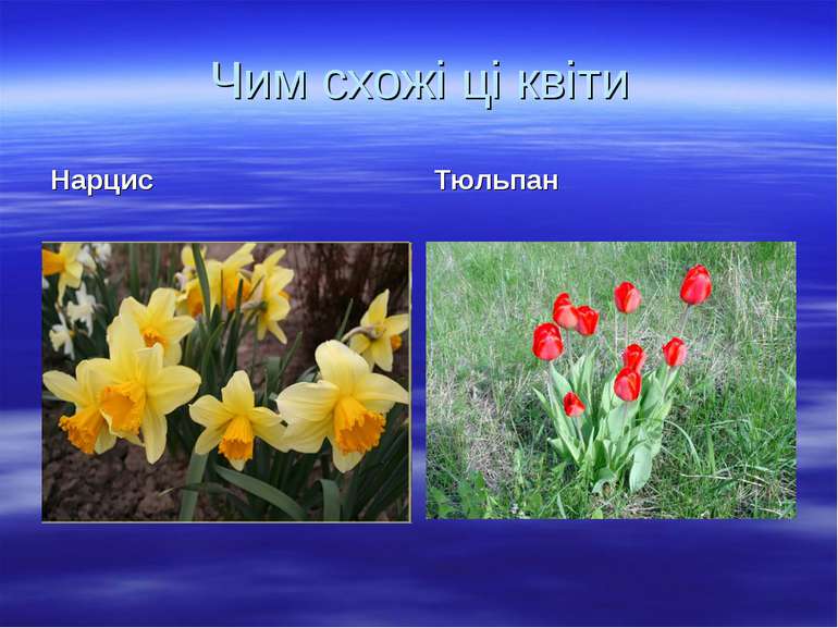Чим схожі ці квіти Нарцис Тюльпан