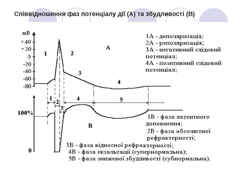 Співвідношення фаз потенціалу дії (А) та збудливості (В)