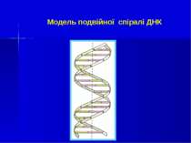 Модель подвійної спіралі ДНК