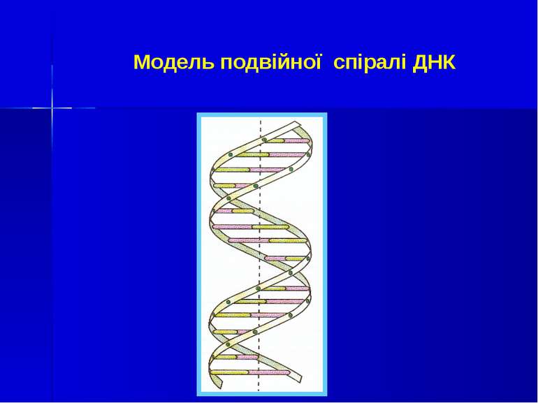 Модель подвійної спіралі ДНК