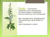 Полин - багаторічна трав’яниста або напівкущова рослина родини Складноцвіті в...