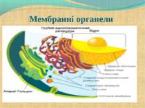 Мембранні органели