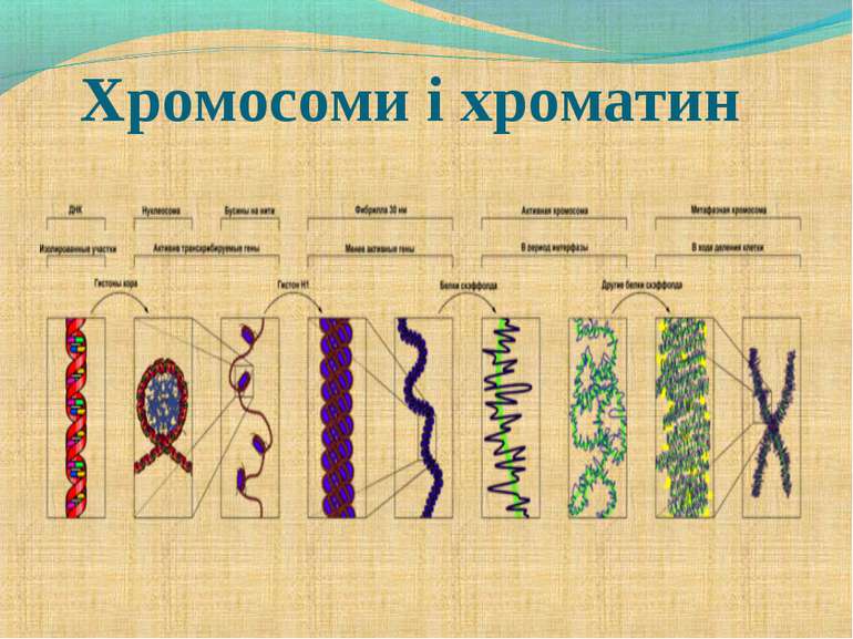 Хромосоми і хроматин