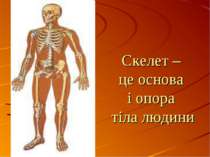 Cкелет – це основа і опора тіла людини