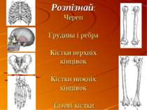 Розпізнай: Череп Грудина і ребра Кістки верхніх кінцівок Кістки нижніх кінців...