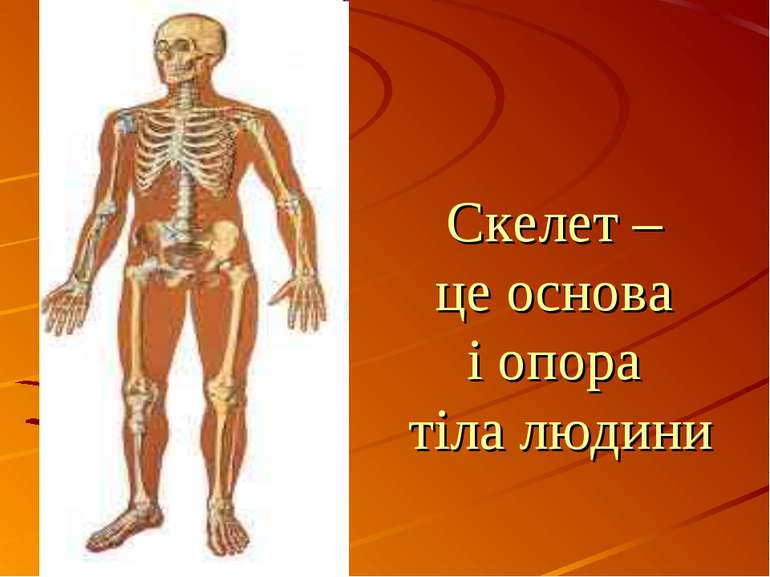 Cкелет – це основа і опора тіла людини