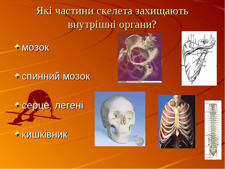 Які частини скелета захищають внутрішні органи? мозок спинний мозок серце, ле...