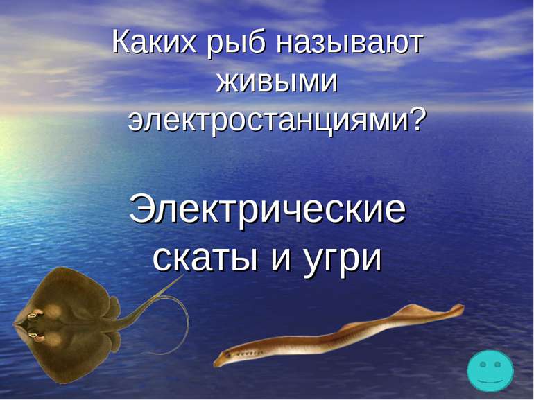 Каких рыб называют живыми электростанциями? Электрические скаты и угри