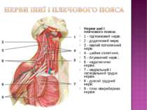 Нерви шиї і плечового пояса: 1 - під'язиковий нерв; 2 - додатковий нерв; 3 - ...