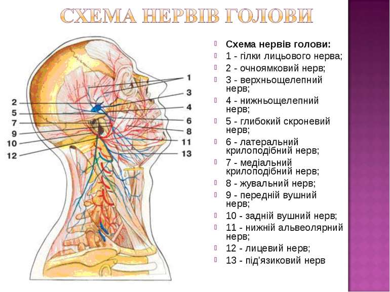 Схема нервів голови: 1 - гілки лицьового нерва; 2 - очноямковий нерв; 3 - вер...