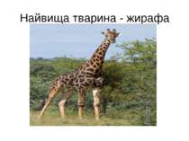 Найвища тварина - жирафа