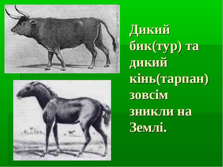 Дикий бик(тур) та дикий кінь(тарпан) зовсім зникли на Землі.
