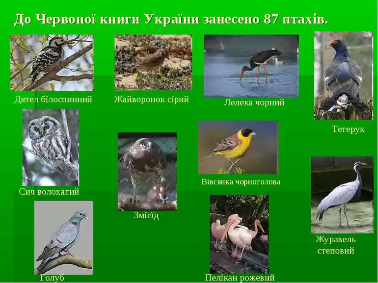 До Червоної книги України занесено 87 птахів. Голуб синяк Змієїд Вівсянка чор...