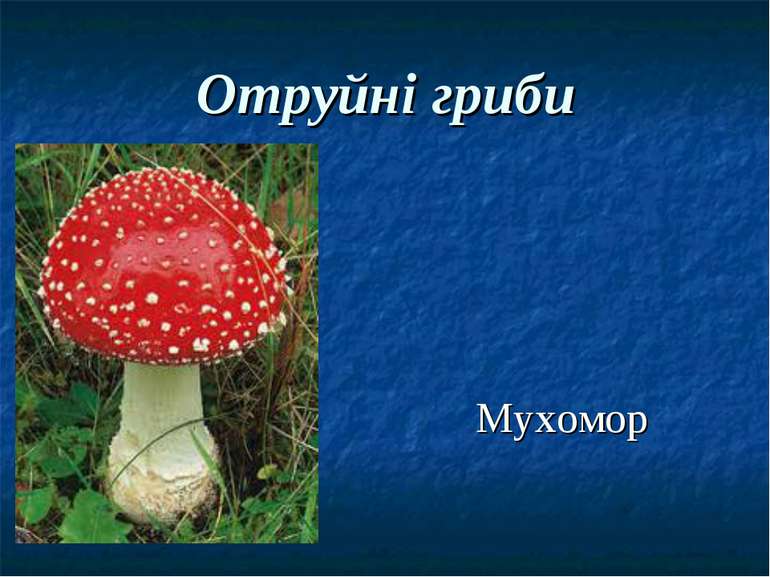 Отруйні гриби Мухомор
