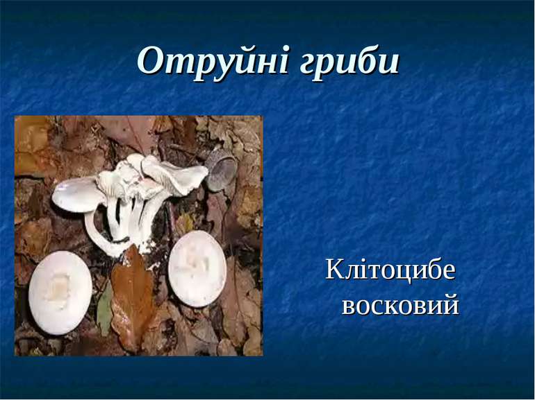 Отруйні гриби Клітоцибе восковий