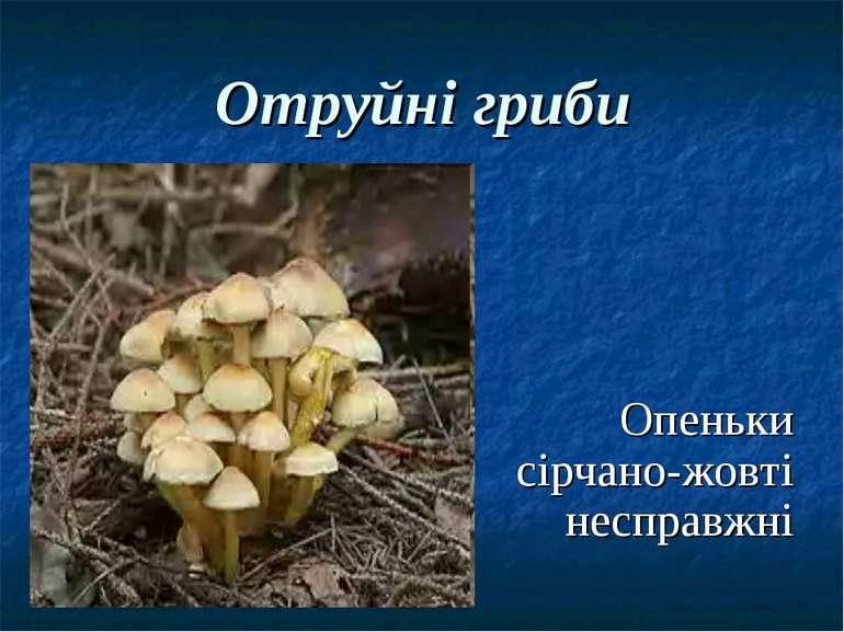 Отруйні гриби Опеньки сірчано-жовті несправжні