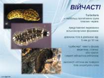 ВІЙЧАСТІ Turbellaria – найбільш примітивна група пласких червів; представлені...