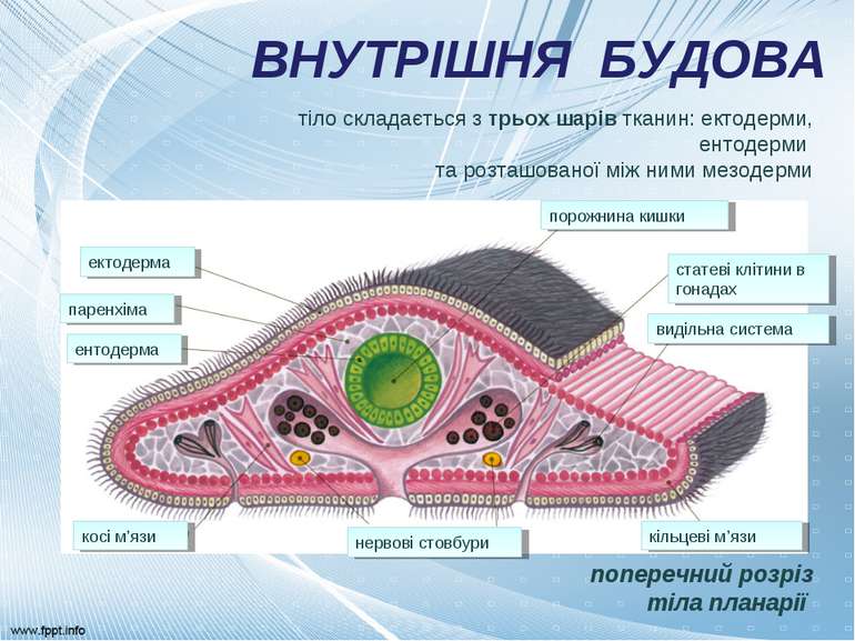 ВНУТРІШНЯ БУДОВА поперечний розріз тіла планарії тіло складається з трьох шар...